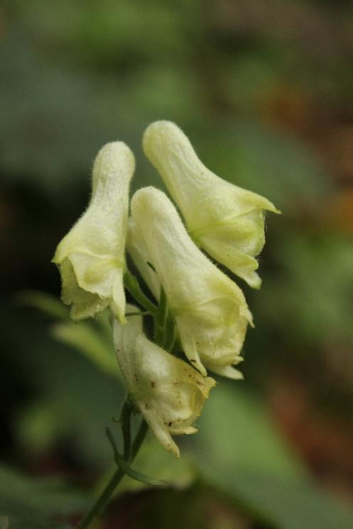 Oměj vlčí mor pravý (Aconitum lycoctonum), Dyjička, na svahu nad Moravskou Dyjí [JI], 13.8.2016, foto Libor Ekrt