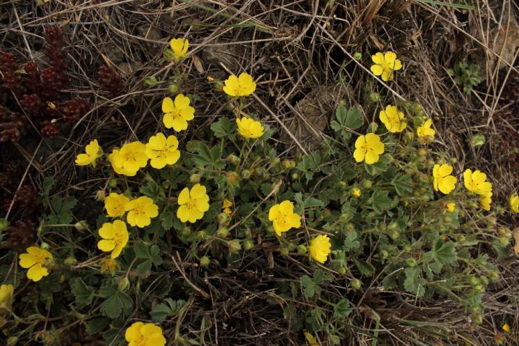 Mochna písečná (Potentilla incana), NPR Mohelenská hadcová step [TR], 14.4.2015, foto Libor Ekrt