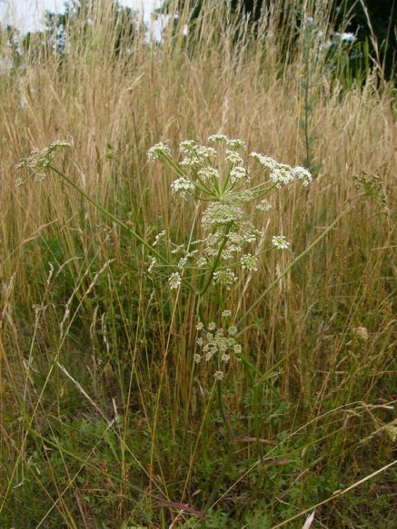 Smldník olešníkový (Peucedanum oreoselinum), Mohelno, Na doubku [TR], 24.6.2015, foto Josef Komárek