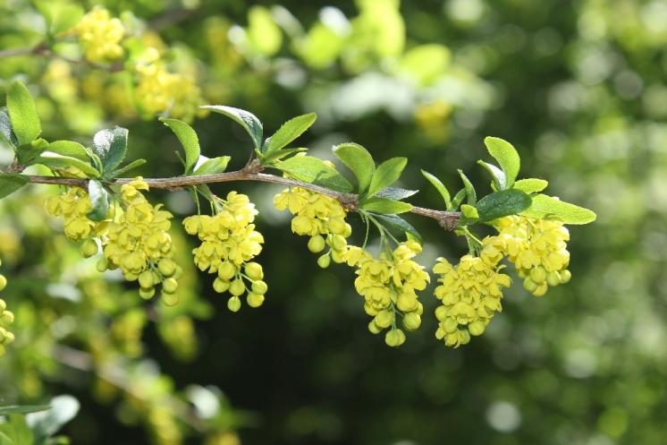 Dřišťál obecný (Berberis vulgaris), Menhartice [TR], 11.5.2015, foto Libor Ekrt