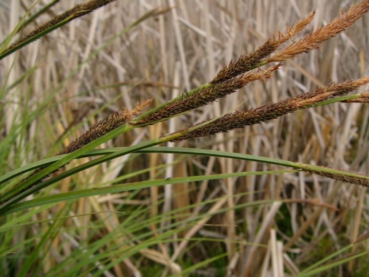 Ostřice vyvýšená pravá (Carex elata), Vídeňský Obecník [ZR], 22.5.2012, foto Josef Komárek
