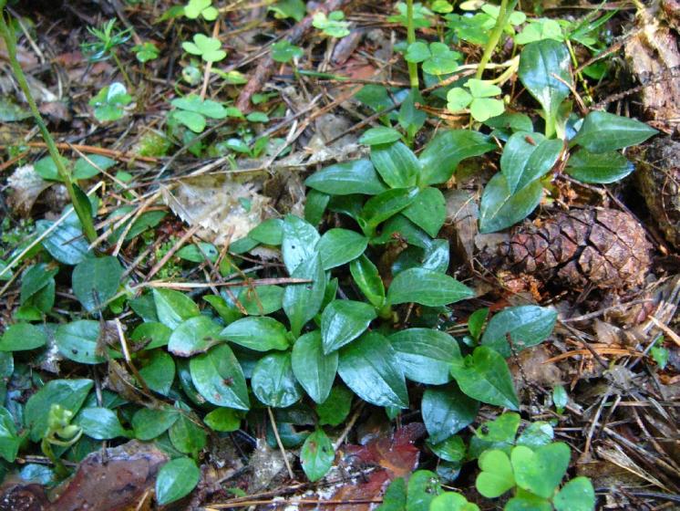Smrkovník plazivý (Goodyera repens), Sedlec [TR], 16.7.2009, foto Josef Komárek
