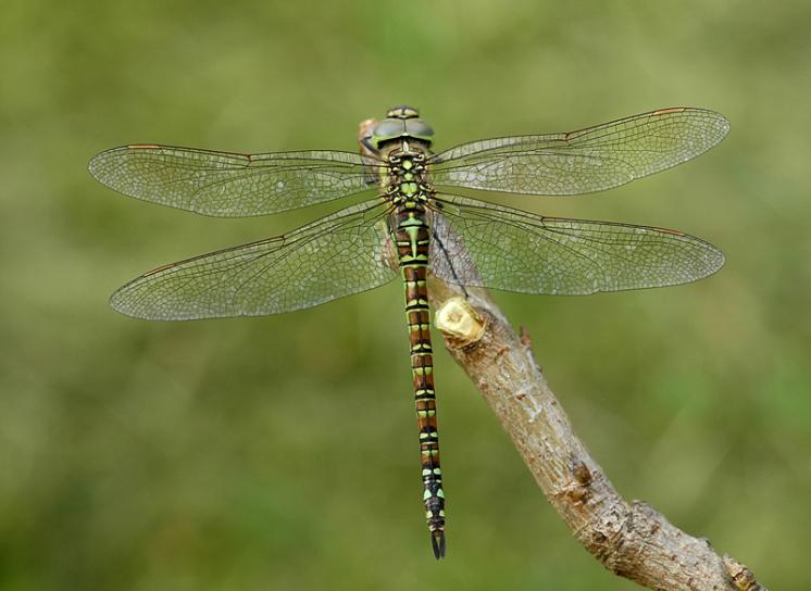 Šídlo rákosní (Aeshna affinis), Hladov, foto Václav Křivan