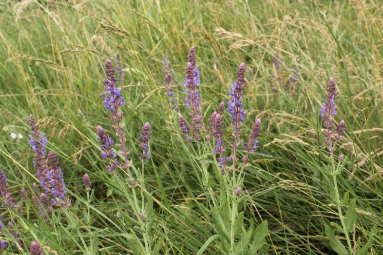 Šalvěj hajní pravá (Salvia nemorosa), Mohelno [TR], 16.6.2015, foto Libor Ekrt