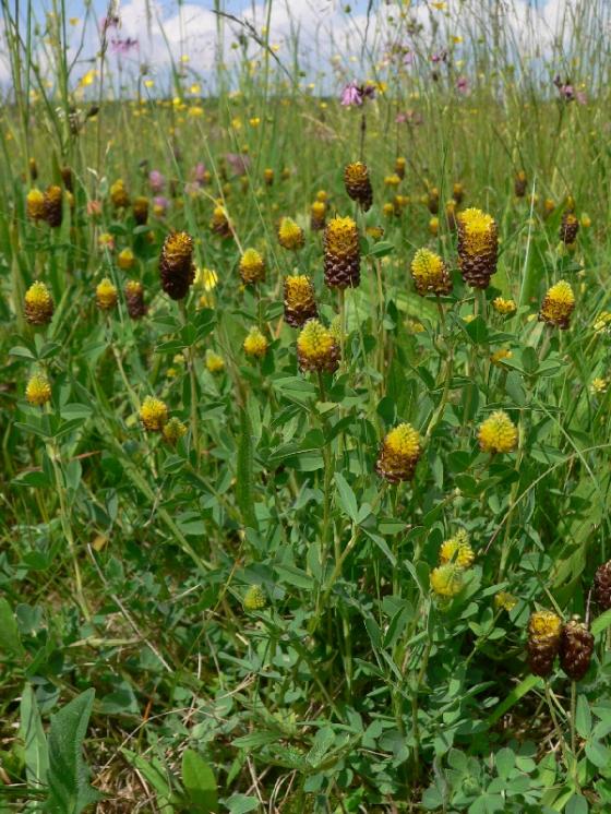 Jetel kaštanový (Trifolium spadiceum), Smrčná [JI], 1.6.2007, foto Luděk Čech