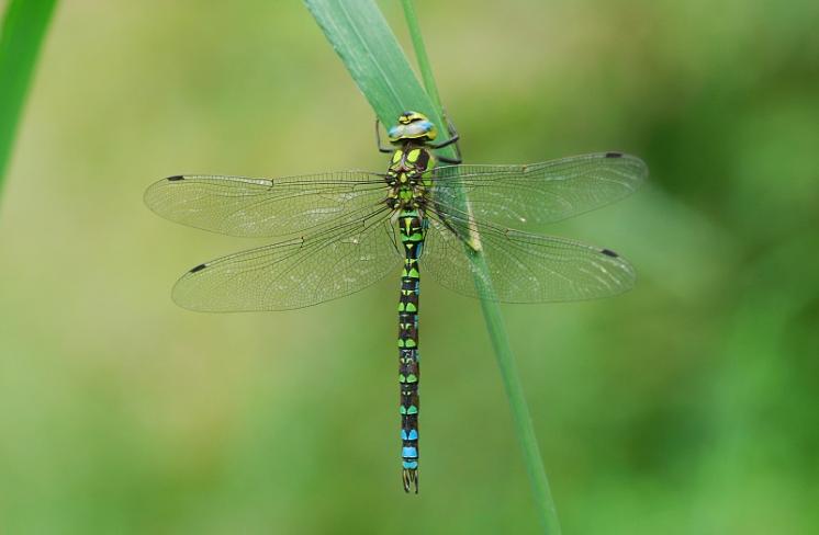 Šídlo modré (Aeshna cyanea), ryb. Parný Mlýn, Krahulov, foto Václav Křivan