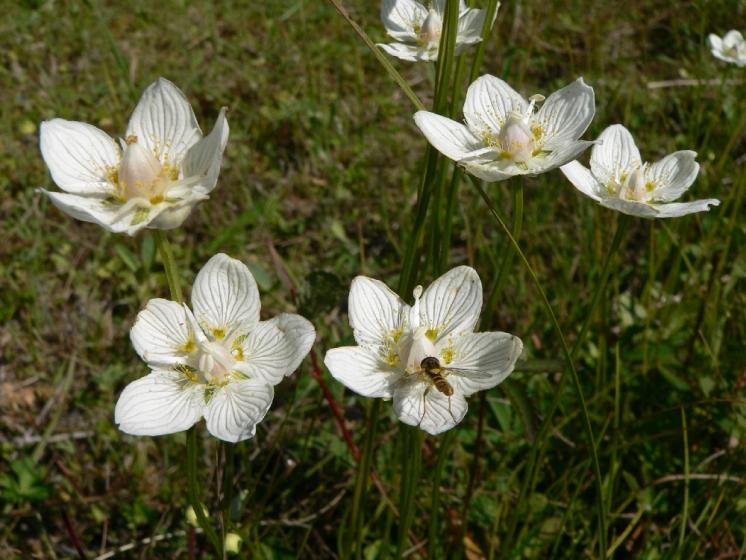 Tolije bahenní (Parnassia palustris), PR U Miličovska [PE], 7.8.2008, foto Luděk Čech