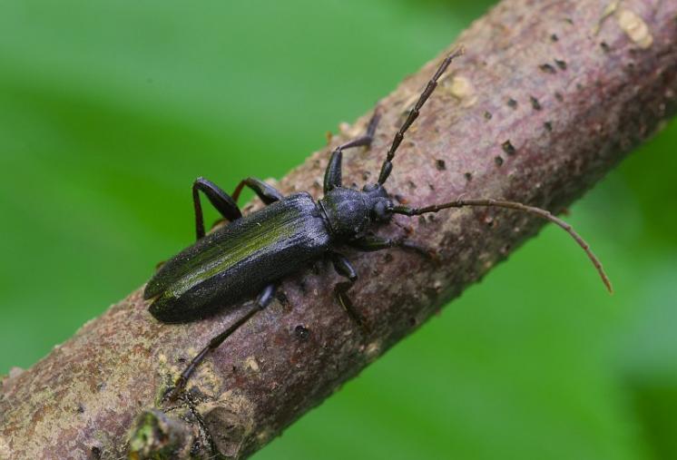Tesařík Saphanus piceus, Zašovice, foto Václav Křivan