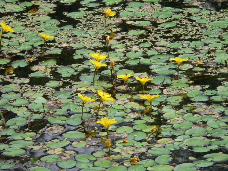 Plavín štítnatý (Nymphoides peltata), Pístov [JI], 30.7.2008, foto Luděk Čech