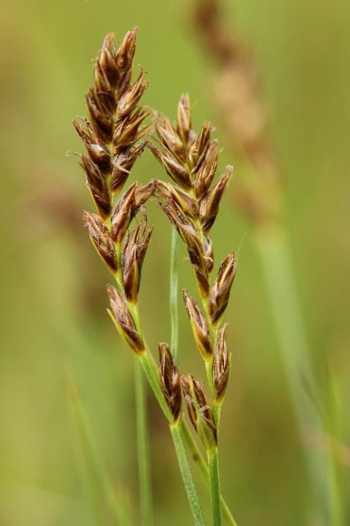 Skřípinka smáčknutá (Blysmus compressus), Myslůvka, VKP Na Klátově [JI], 21.6.2015, foto Libor Ekrt