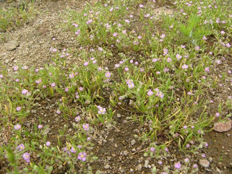 Kuřinka ostnosemenná (Spergularia echinosperma), PP Staropavlovský rybník [ZR], 20.6.2012, foto Josef Komárek