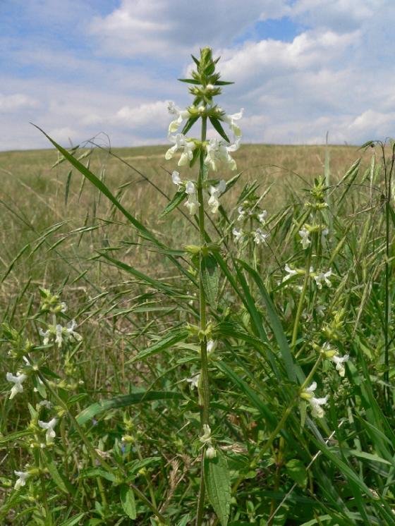 Čistec roční (Stachys annua), Mohelno [TR], 18.6.2008, foto Luděk Čech