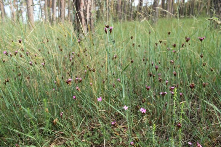 Hvozdík Pontederův (Dianthus pentederae), Hrotovice ([TR], 10.6.2015, foto Libor Ekrt