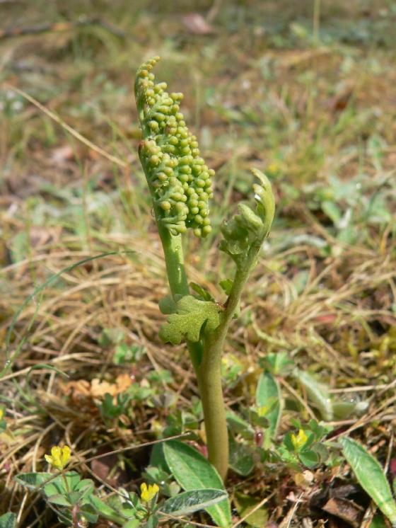 Vratička heřmánkolistá (Botrychium matricariifolium), Kněžice [JI], 30.5.2012, foto Luděk Čech