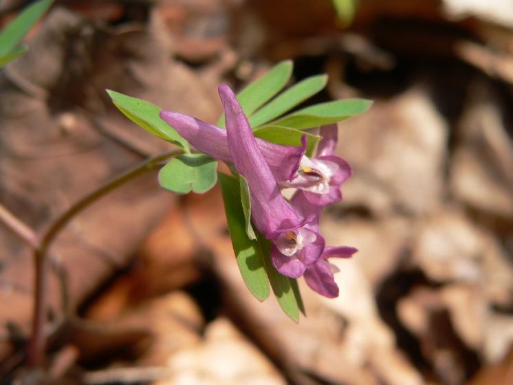Dymnivka bobovitá (Corydalis intermedia), Herálec, Hradiště [HB], 6.4.2009, foto Luděk Čech