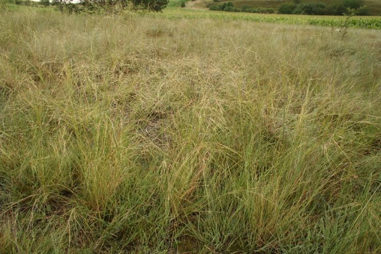 Kavyl vláskovitý (Stipa capillata), NPR Mohelenská hadcová step [TR], 15.7.2012, foto Libor Ekrt