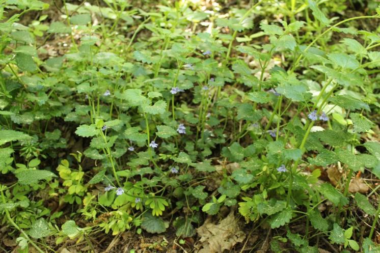 Popenec chlupatý (Glechoma hirsuta), Plešice, Staré Duby [TR], 12.5.2015, foto Libor Ekrt