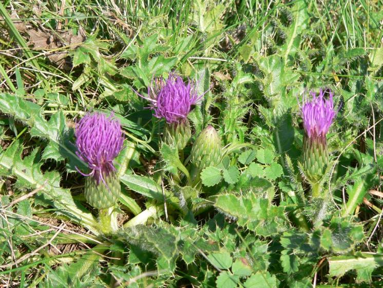 Pcháč bezlodyžný pravý (Cirsium acaulon), Číchov, PP Jalovec [TR], 6.9.2005, foto Luděk Čech