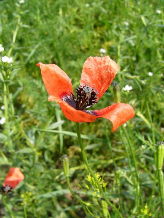 Mák polní (Papaver argemone), Hosov [JI], 28.5.2008, foto Josef Komárek