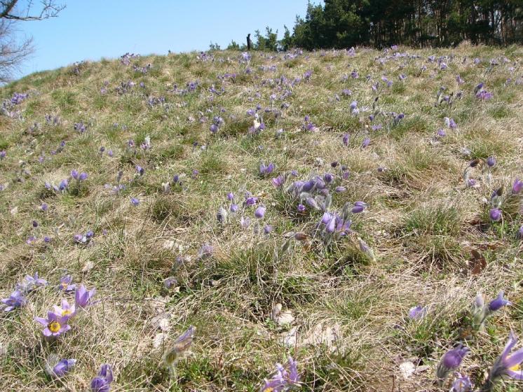 Koniklec velkokvětý pravý (Pulsatilla grandis), PP Špilberk [TR], 7.4.2010, foto Josef Komárek