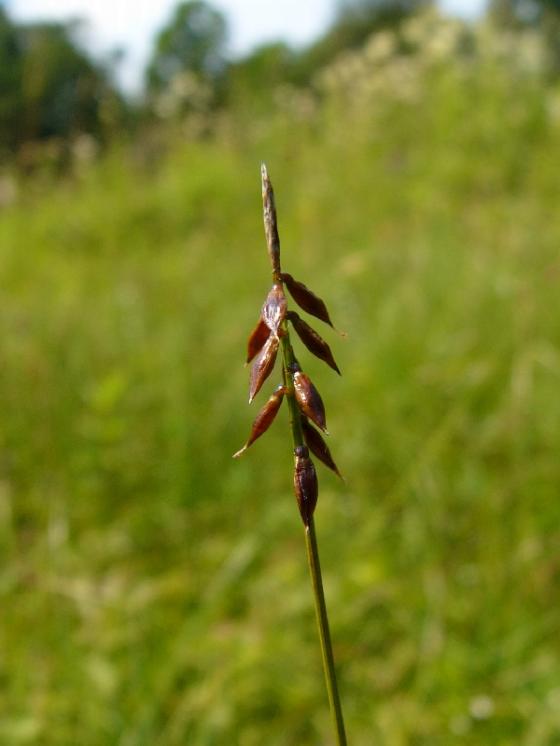 Ostřice blešní (Carex pulicaris), PR Rašeliniště Kaliště [JI], 14.7.2014, foto Libor Ekrt