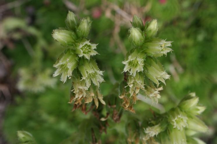 Netřesk výběžkatý pravý (Jovibarba globifera), Turovka [PE], 10.8.2006, foto Libor Ekrt