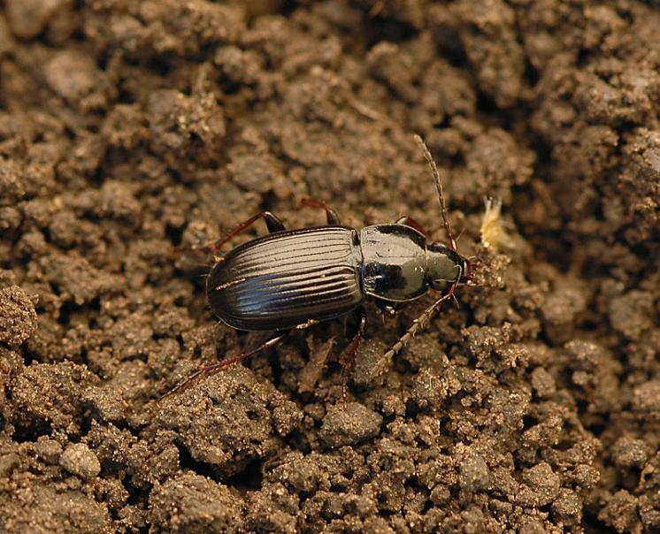 Střevlíček Pterostichus vernalis, foto Václav Křivan