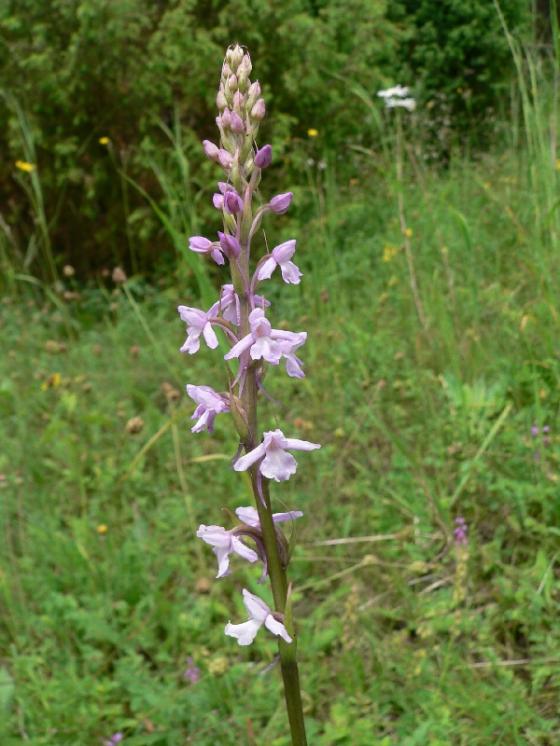 Pětiprstka žežulník (Gymnadenia conopsea), NPP Švařec [ZR], 15.6.2010, foto Luděk Čech