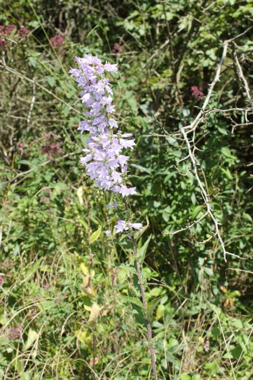 Zvonek boloňský (Campanula bononiensis), Šemíkovice, Knížecí seč [TR], 14.8.2016, foto Libor Ekrt