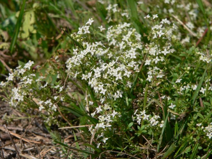Svízel hercynský (Galium saxatile), Kamenice u Herálce [HB], 8.6.2007, foto Luděk Čech