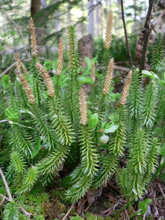 Plavuň pučivá pravá (Lycopodium annotinum), Mrákotín [JI], 2.5.2008, foto Luděk Čech