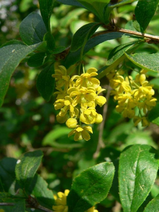 Dřišťál obecný (Berberis vulgaris), Dukovany, Na kopcích [TR], 14.5.2008, foto Luděk Čech