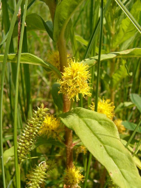 Bazanovec kytkokvětý (Lysimachia thyrsiflora), Řídelov, Pilný rybník [JI], 22.6.2010, foto Josef Komárek