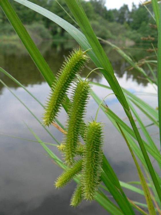 Ostřice nedošáchor (Carex pseudocyperus), Telč, Podhájský rybník [JI], 12.6.2008, foto Luděk Čech