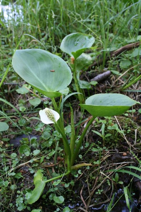Ďáblík bahenní (Calla palustris), Řídelov, Malý pařezitý rybník [JI], 29.5.2007, foto Libor Ekrt
