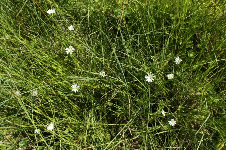 Ptačinec bahenní (Stellaria palustris), PR Opatovské zákopy [TR], 17.6.2013, foto Libor Ekrt