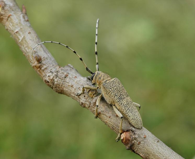 Kozlíček topolový (Saperda carcharias), foto Václav Křivan