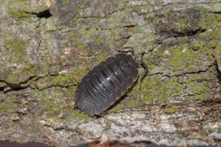 Stínka lesní (Trachelipus ratzeburgii), foto F. Trnka