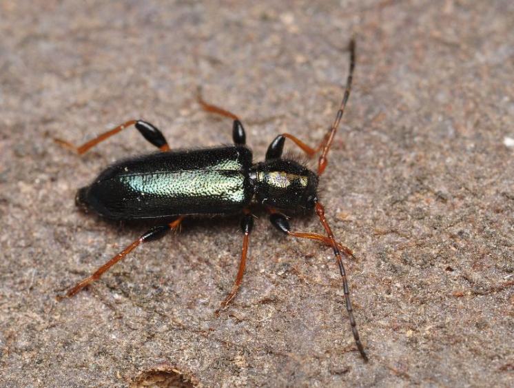 Tesařík Phymatodes rufipes, foto Václav Křivan