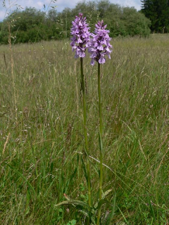 Prstnatec Fuchsův (Dactylorhiza fuchsii), Vojnův Městec, PP Suché kopce [ZR], 12.6.2014, foto Luděk Čech