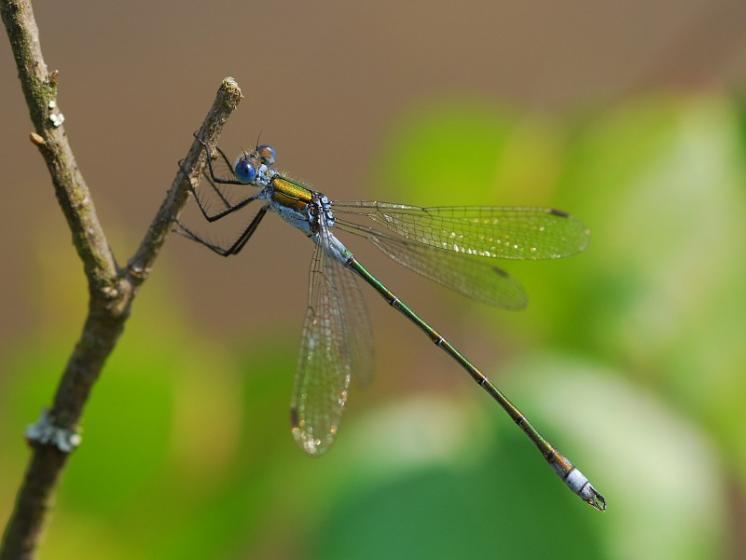 Šídlatka páskovaná (Lestes sponsa), Radonín, foto Václav Křivan