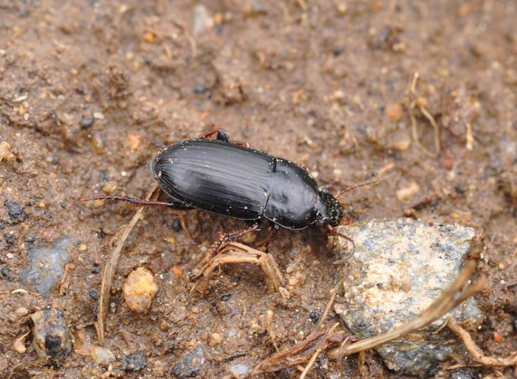 Střevlíček Harpalus subcylindricus, foto Václav Křivan