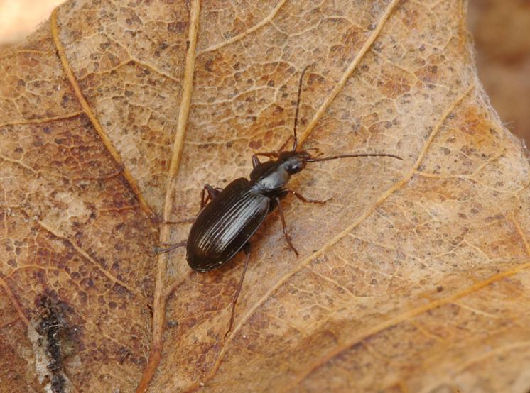 Střevlíček Agonum micans, foto Václav Křivan