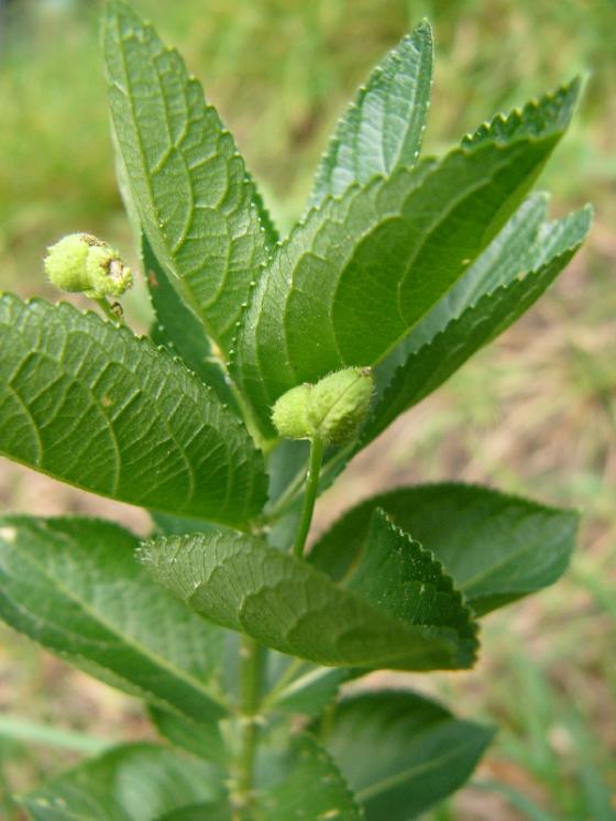 Bažanka vejčitá (Mercurialis ovata), PR Dukovanský mlýn [TR], 18.6.2008, foto Josef Komárek