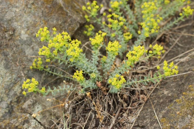 Pryšec sivý menší (Euphorbia seguieriana subsp. minor), NPR Mohelenská hadcová step [TR], 29.4.2014, foto Libor Ekrt