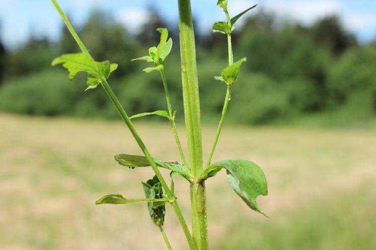 Třezalka čtyřkřídlá (Hypericum tetrapterum), Studenec [TR], 16.6.2015, foto Libor Ekrt