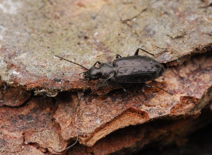Střevlíček Sericoda quadripunctata, foto Václav Křivan