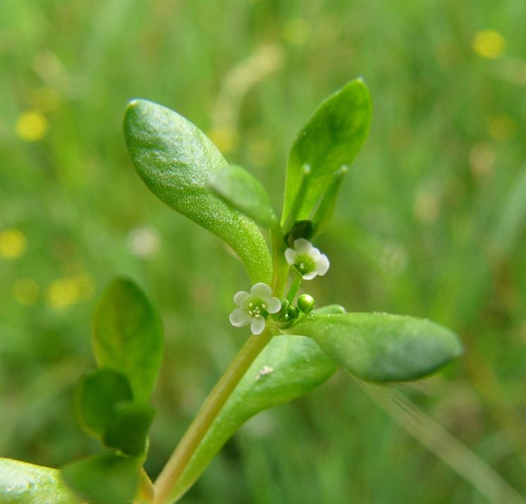Zdrojovka hladkosemenná potoční (Montia fontana subsp. amporitana), Sázava pod Křemešníkem [PE], 13.6.2007, foto Luděk Čech