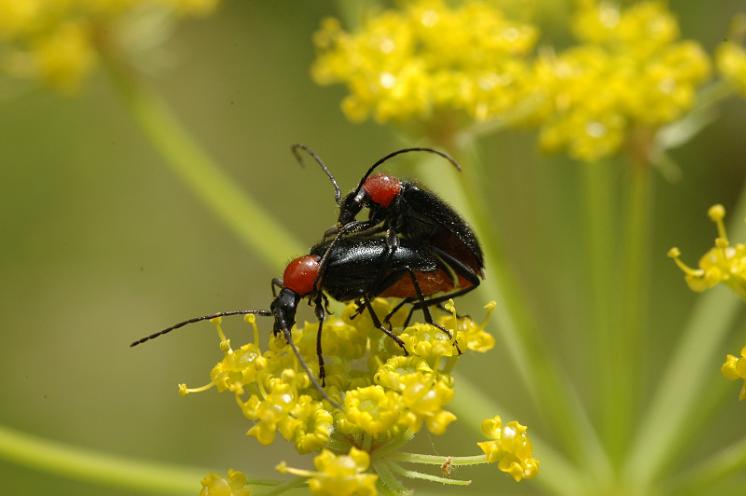 Tesařík Dinoptera collaris, Brtnice, foto Václav Křivan