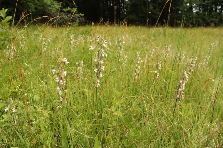 Kruštík bahenní (Epipactis palustris), PR Vílanecké rašeliniště [JI], 10.7.2014, foto Libor Ekrt